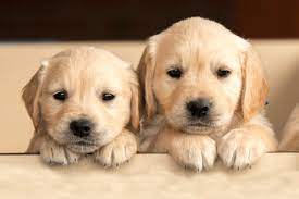 Dog (1).jpg