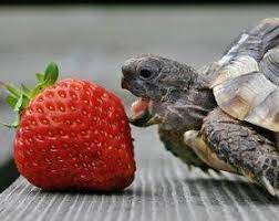 Turtle (1).jpg