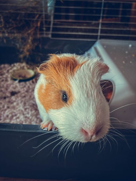 File:Staring guine pig.jpg