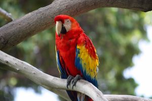 Parrot g2.jpg