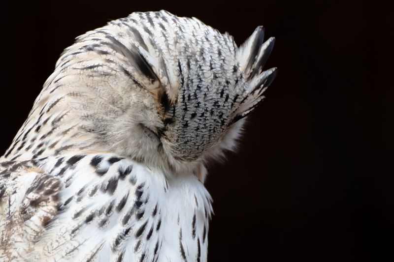 File:Owl-5888959 1280.jpg
