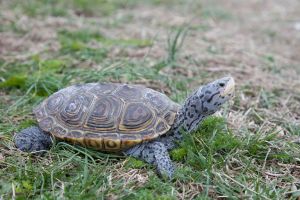 Diamond-terrapin-turtle-reptile-malaclemys-terrapin-c77564-1024.jpg
