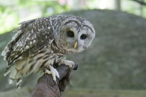 Owl g2.jpg