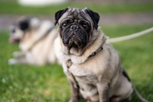 Pug g2.jpg